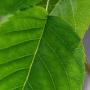 Juneberry (Amelanchier canadensis) Green Leaf