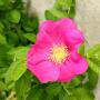 Rosa Rugosa Rubra (Pink Ramanus Rose) Flower Close Up