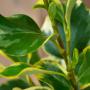 Griselinia Dixons Cream Leaf Close Up
