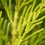 Monterey Cypress Goldcrest (Cupressus macrocarpa Goldcrest) Leaf Close Up