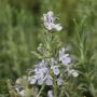 Rosemary (Rosmarinus Officinalis) Single Flower Stem
