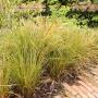 Stipa tenuissima 'Pony Tails' Grass Plant 2L Pot