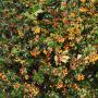 Berberis Darwinii Leaf Full Hedge