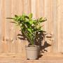 (Aucuba japonica 'Crotonifolia') Spotted Laurel 30/50cm 5L pot