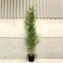 (Phyllostachys Nigra) Black Bamboo 150/200cm 10L pot x 10