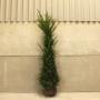 (Taxus baccata) English Yew 175/200cm Root ball