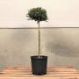 Topiary Mini Standard 25/30cm Head 7L Ilex Crenata