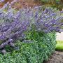 English Lavender (Lavandula Angustifolia Munstead) Bee On Flower