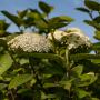 Viburnum Lantana Hedge Top With Flowers