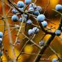 Blackthorn (Prunus spinosa) Autumn Sloes