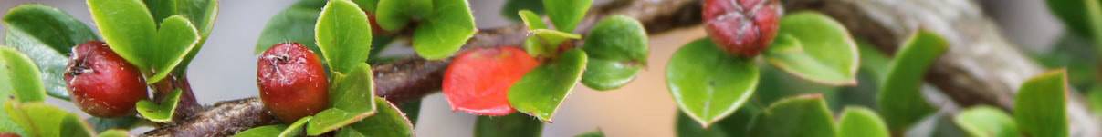 Cotoneaster Hedging Guide
