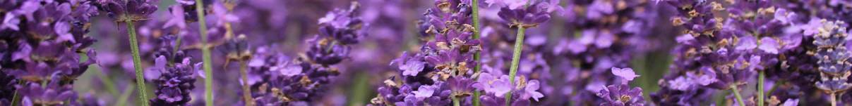 Lavender Hedging Guide