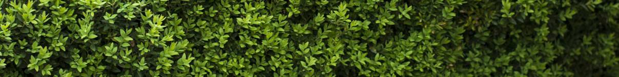 Low Growing Hedging Guide
