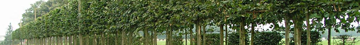 Pleached Trees Information