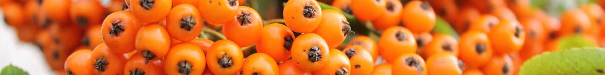 Pyracantha Hedging Guide