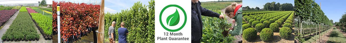 Plant Quality Pledge and 12 Month Guarantee