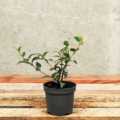 Himalayan Cotoneaster 40/60cm 2L pot