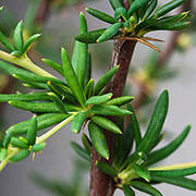 Introduction to Berberis Hedge Plants