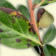 Escallonia Hedge Disease