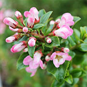 Escallonia 'Apple Blossom' Hedge Plants (Pink Escallonia)