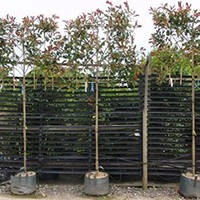 Potted Fresh Pleached Trees