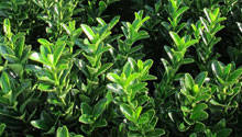 Our Guide to Box Blight and Box Hedge Alternatives