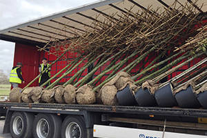 Delivery of Pleached Trees and Espaliers