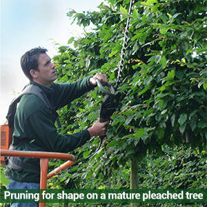 Pruning and Maintenance of Pleached Trees and Espaliers