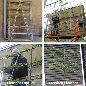 How to Train Pleached Trees and Espaliers