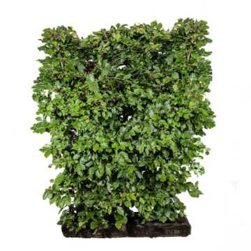 Beech Easy Hedge Instant Hedging Element 150cm High x 1m wide