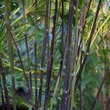 Bamboo - Black