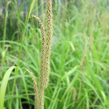 Carex pendula Grass 2L Pot