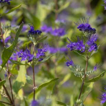 Caryopteris cland. 'Worcester Gold' 3L