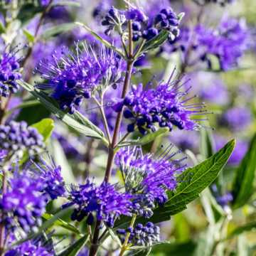 Caryopteris cland. 'Heavenly Blue' 3L