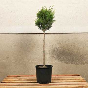 Leylandii Topiary Mini Standard 25/30cm Head 7L