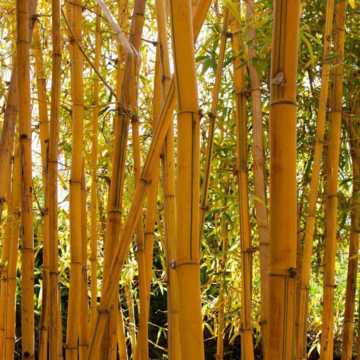 Bamboo - Golden