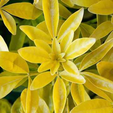 Mexican Orange Blossom - Golden