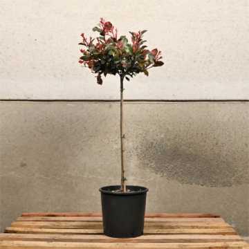 Photinia 'Little Red Robin' Topiary Standard 25/30cm Head 7L