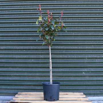 Photinia 'Red Robin' Topiary Mini Standard 25/30cm Head 7L