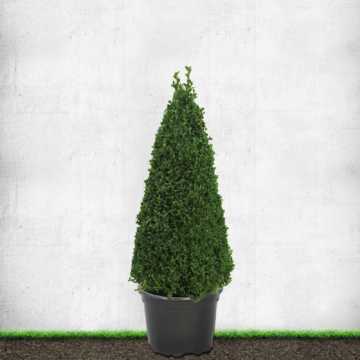 Box Topiary Cone 70/80cm 12L