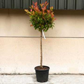 Topiary Standard 30/40cm Head 20L Photinia 'Red Robin' (Photinia x fraseri 'Red Robin') 
