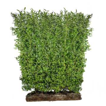 Wild Privet Easy Hedge Instant Hedging Element 150cm High x 1m wide