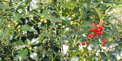 Holly (Ilex Hedging Plants) Introduction