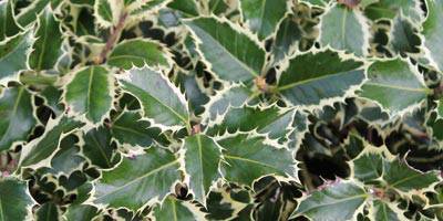 Ilex aquifolium 'Argentea Marginata' (Silver Holly)
