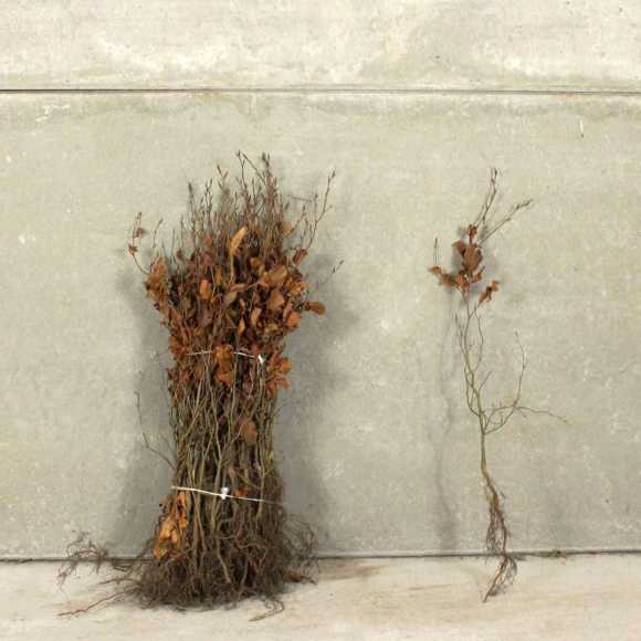 Beech 40/60cm bare root
