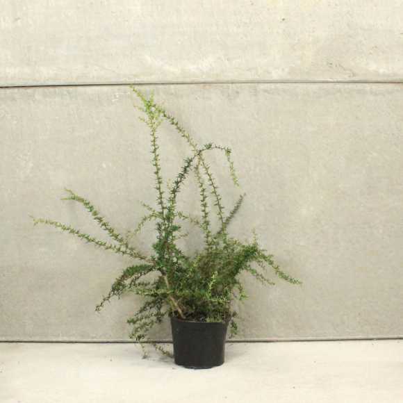Berberis Evergreen 30/50cm 5L pot