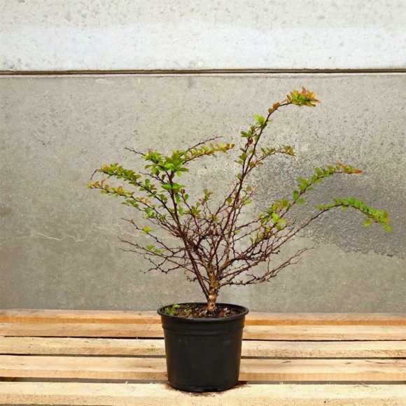 Berberis Evergreen 20/30cm 5L pot