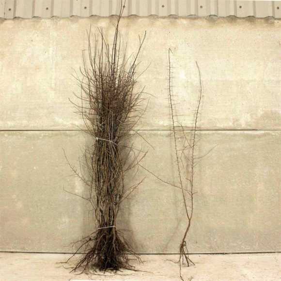 Blackthorn 60/90cm bare root x 250