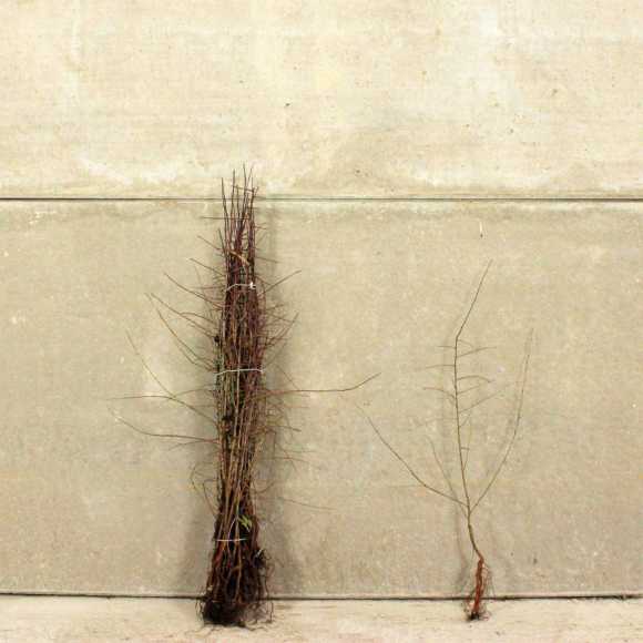 Blackthorn 60/90cm bare root