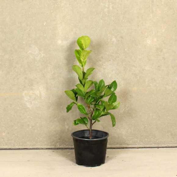 Cherry Laurel 40/60cm 2L pot
